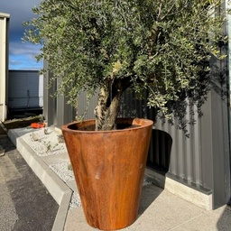 VASE-CORT