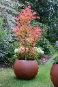 2025-CORTEN-MILEO (4).webp