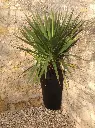QUART POT (7).webp