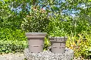 2023 PRL TAUPE (2).webp
