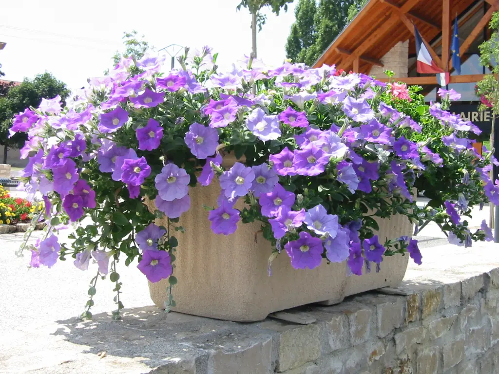 BALCONNIERE JAR (3).webp