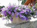 BALCONNIERE JAR (3).webp