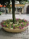 CONTOUR D ARBRE (11).webp