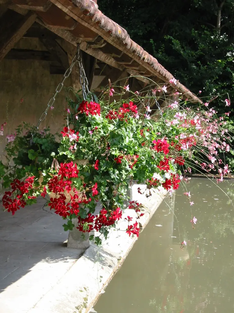 SUS (vasque à chainette) (1).webp