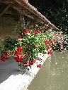 SUS (vasque à chainette) (1).webp
