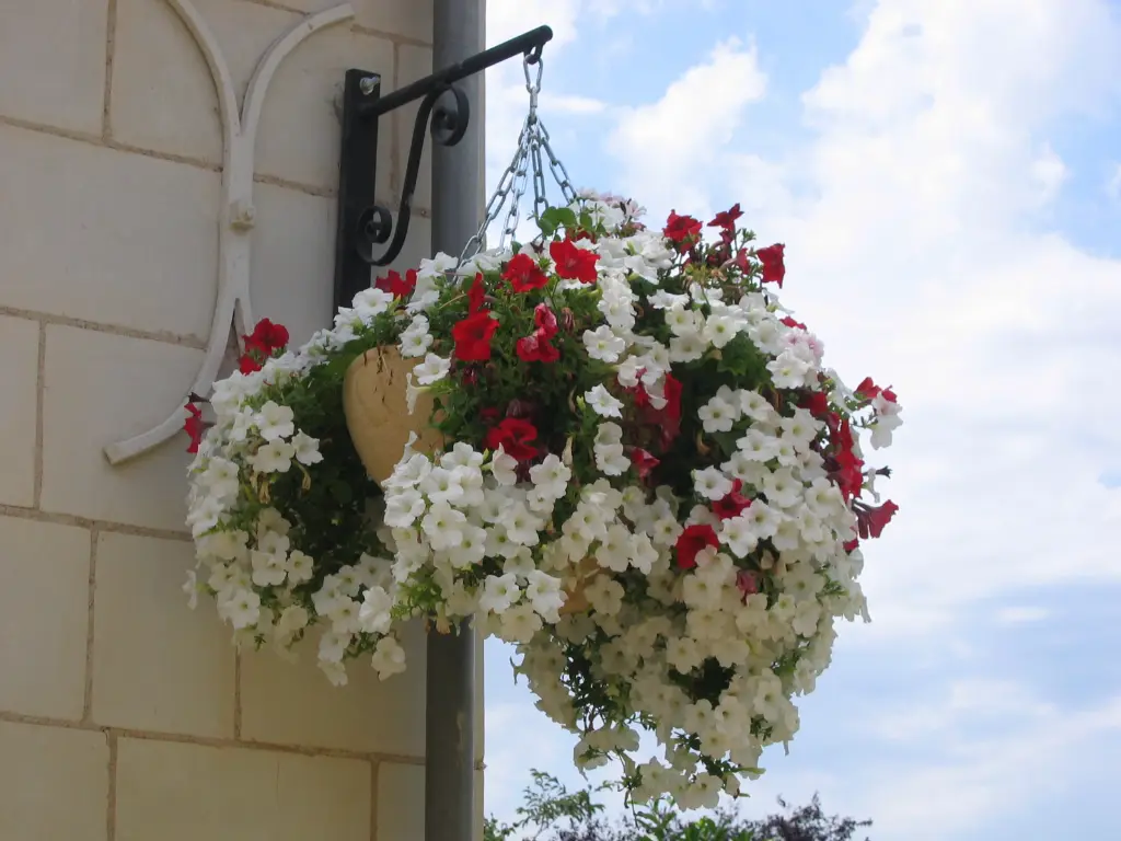 SUS (vasque à chainette) (6).webp