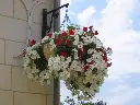 SUS (vasque à chainette) (6).webp