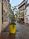2022-VOGUE-COLMAR.webp