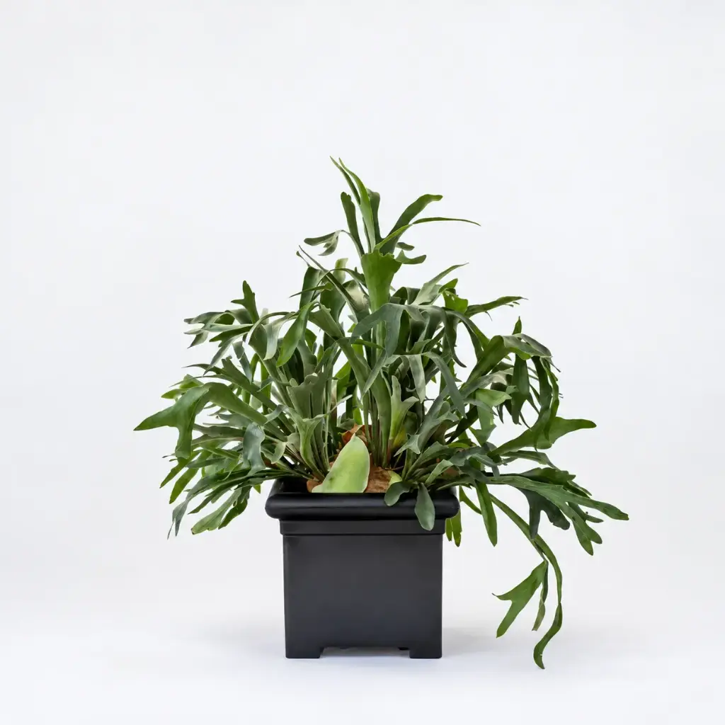 Pot carré lisse 