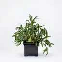 Pot carré lisse 