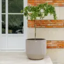 Pot Lune