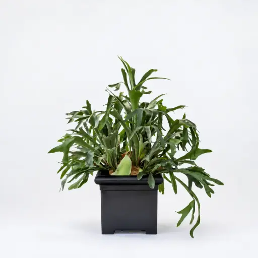 [PCL] Smooth Square Planter
